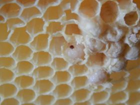 Varroa