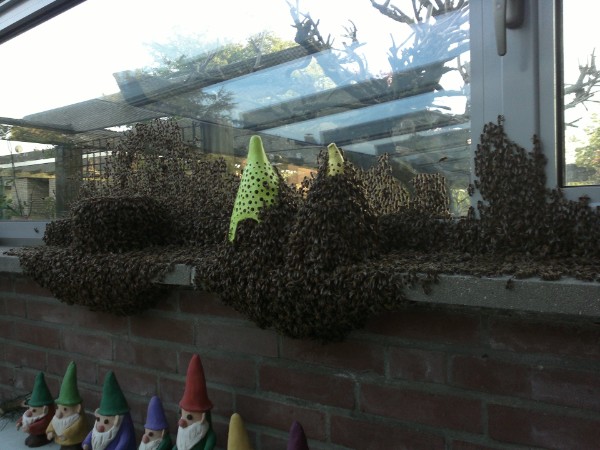 Bienenschwarm auf der Terrasse Bienenschwarm auf der Terrasse