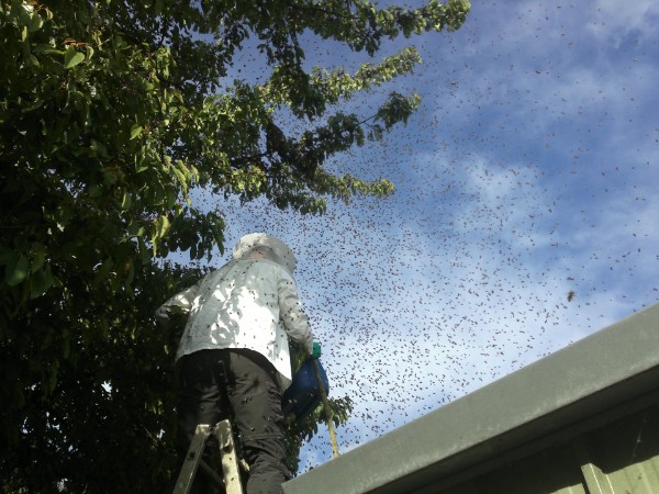Bienenschwarm im Kirschbaum in ca 6 Meter höhe Bienenschwarm im Kirschbaum in ca 6 Meter höhe