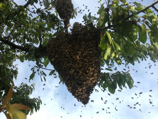 Bienenschwrm im Kirschbaum Bienenschwrm im Kirschbaum