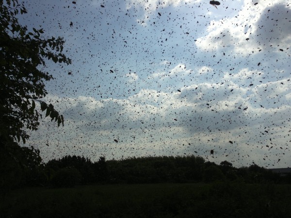 Bienenschwrm sammelt sich Bienenschwrm sammelt sich