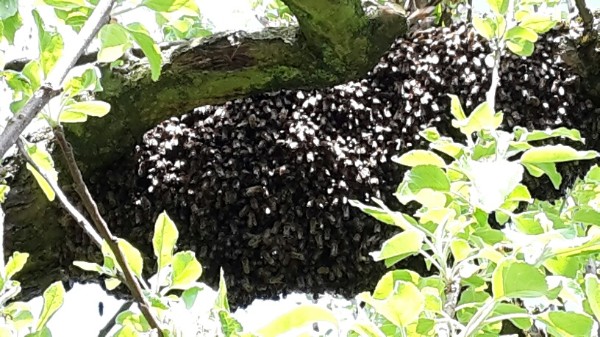 Schwarm im Apfelbaum Schwarm im Apfelbaum