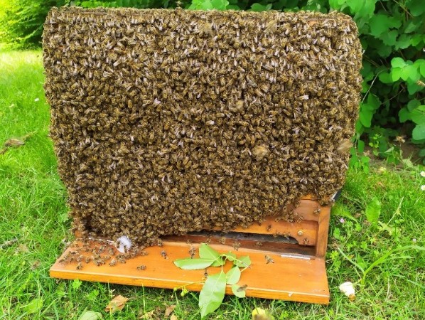 Bienenschwarm an der Beute Bienenschwarm an der Beute