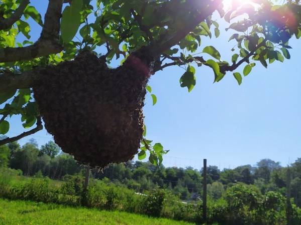 Bienenschwarm in geringer Höhe Bienenschwarm in geringer Höhe