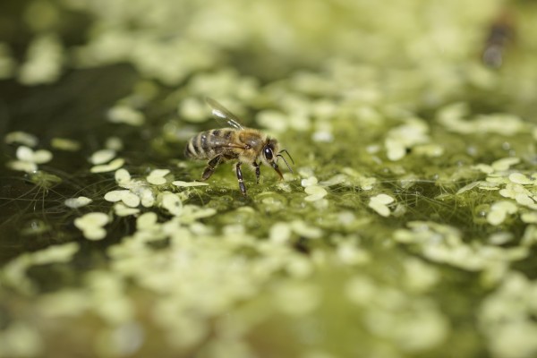 Wassersammlerin am Teich Wassersammlerin am Teich
