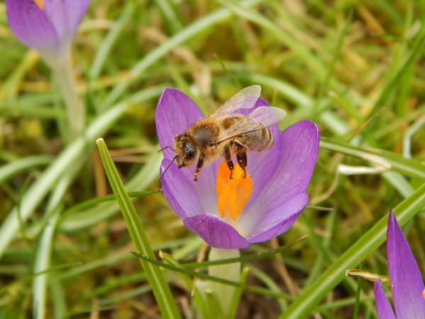Bienen auf Krokus Bienen auf Krokus