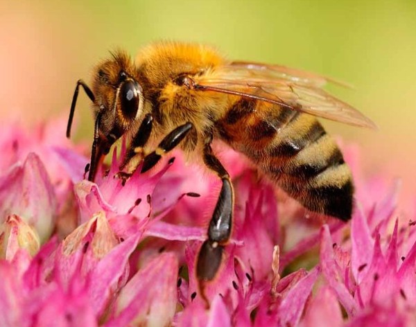 Bienen auf der fetten Henne