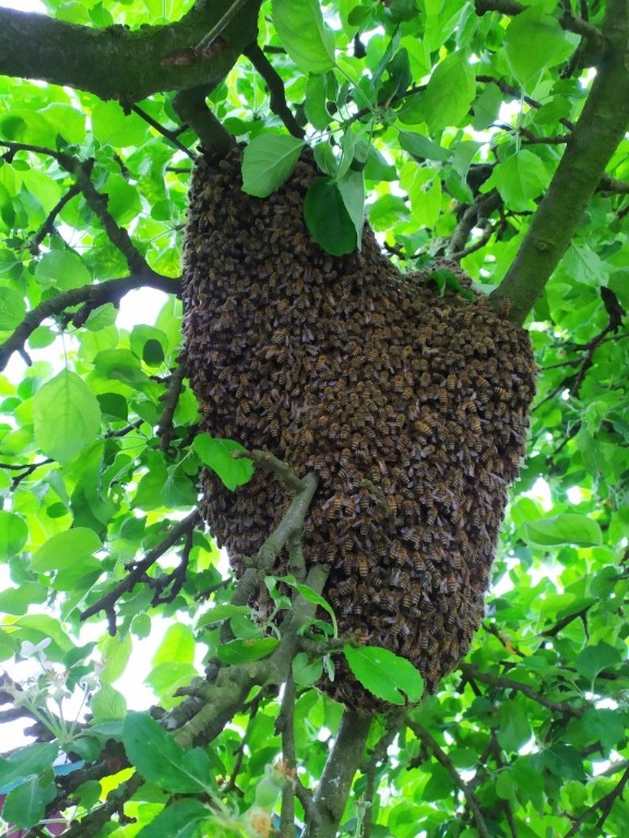 Schwarm im Baum