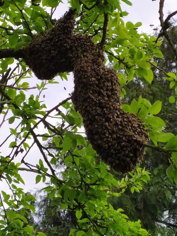 Bienenschwarm verteilt sich über die Länge Bienenschwarm verteilt sich über die Länge